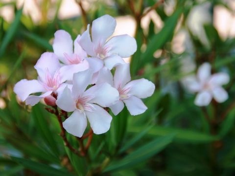 Oleanderblüten