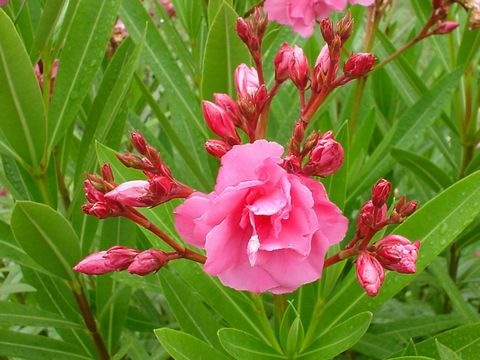 Oleander
