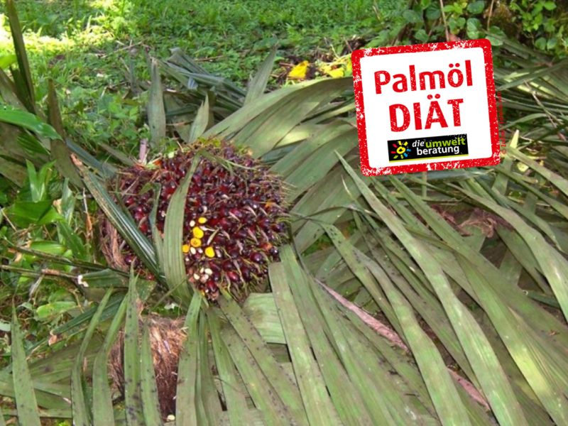 Palmfruechte-bjogl