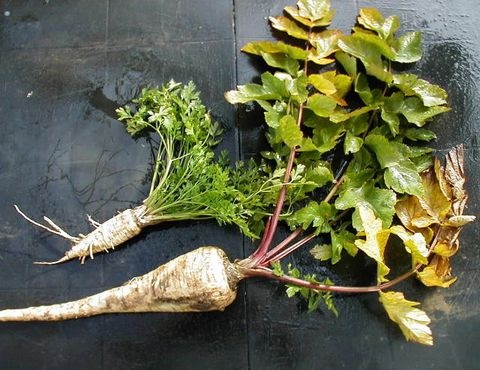 Pastinake