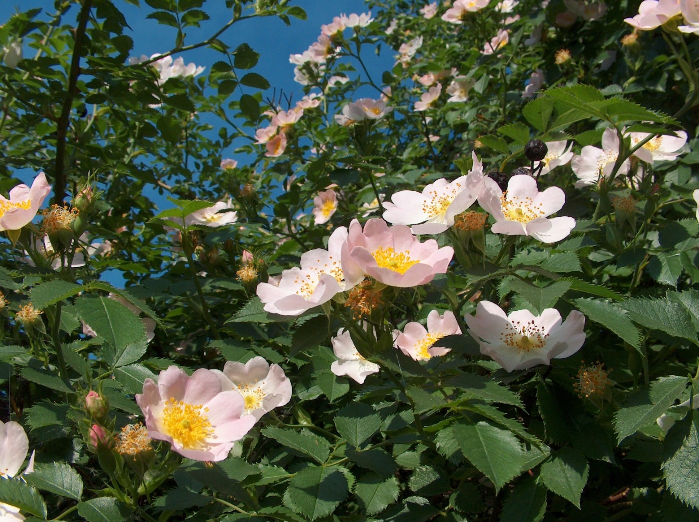Rosa Canina