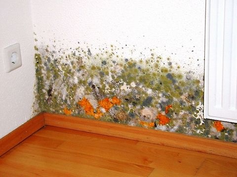 Schimmel auf der Wand