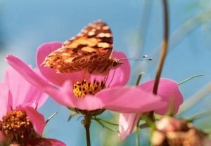 Schmetterling