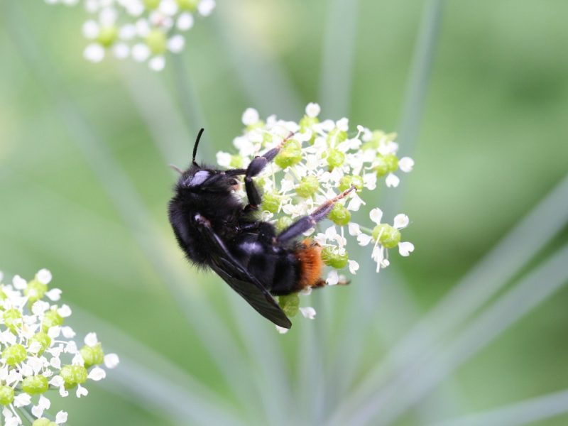 Steinhummel_archiv-die_umweltberatung.JPG