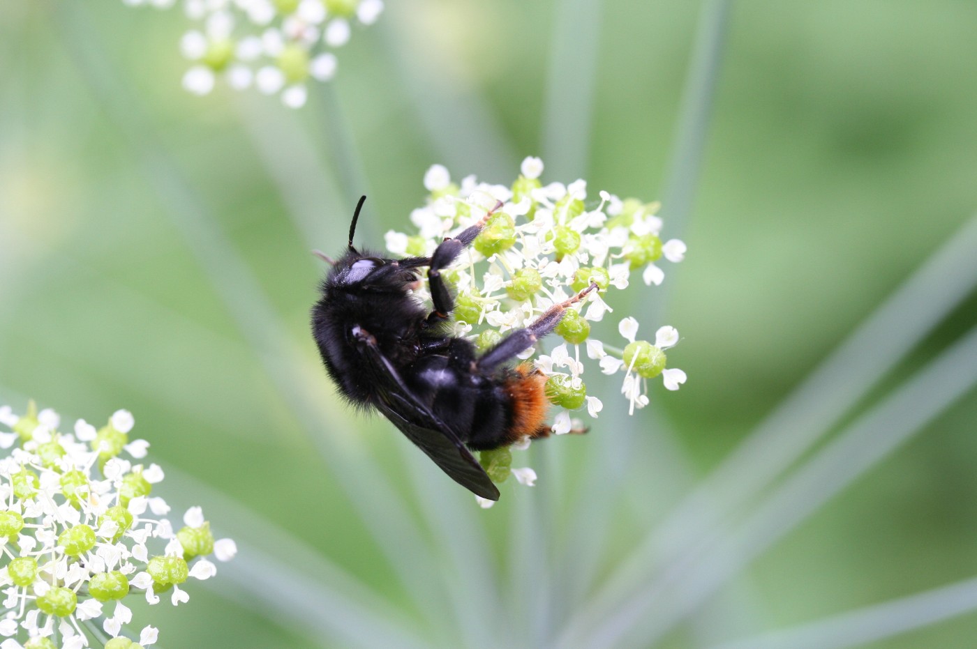 Steinhummel_archiv-die_umweltberatung.JPG