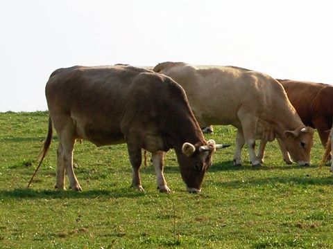 Grasende Kühe