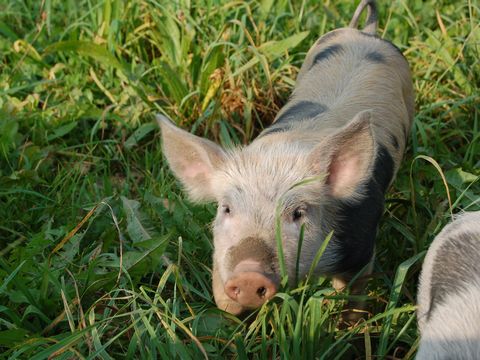 Ferkel auf der Wiese