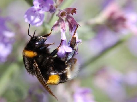 Biene auf Blüte