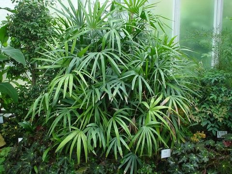 Trachycarpus-fortnuei-klein