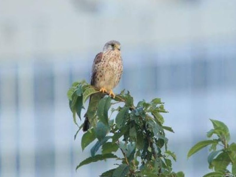 Turmfalke-UNOCity-Web_julian-rad
