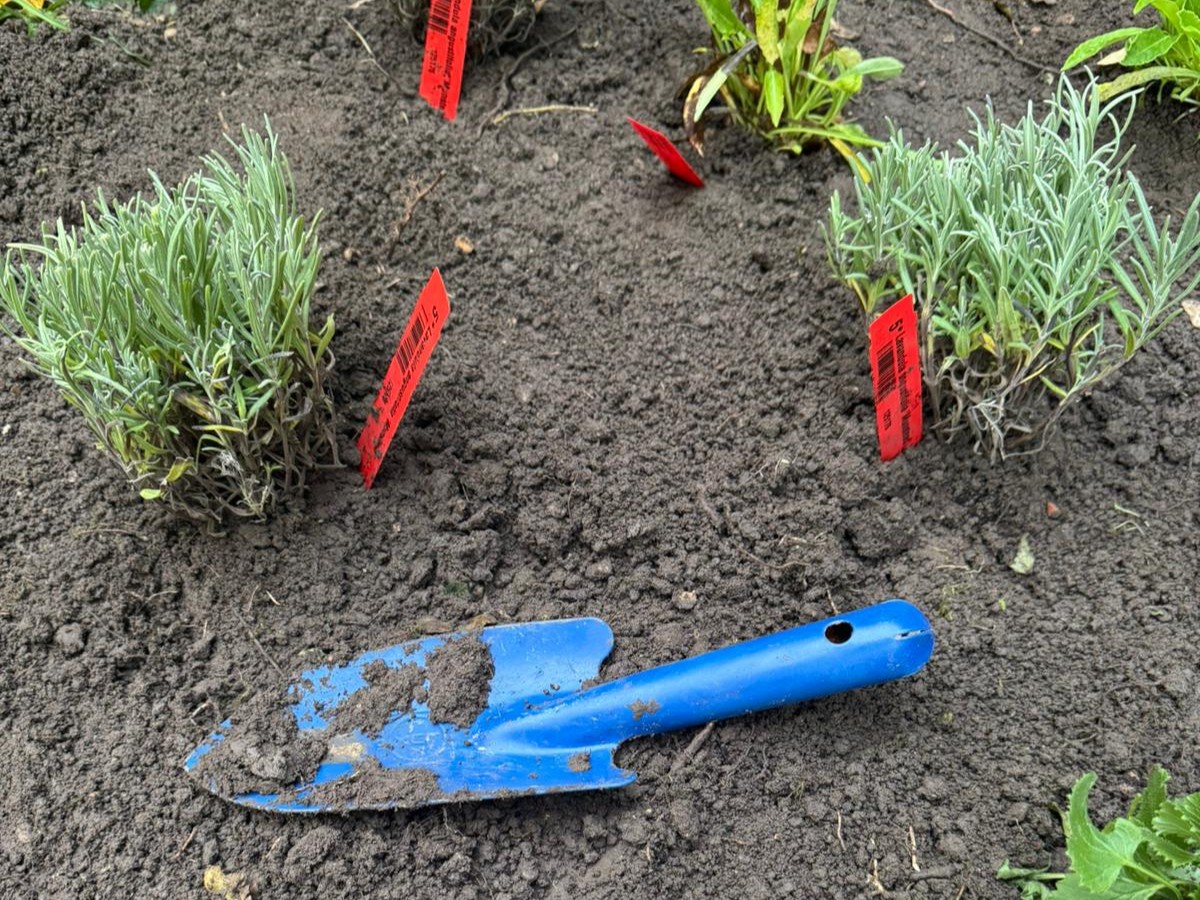 Gartenschaufel in Beet