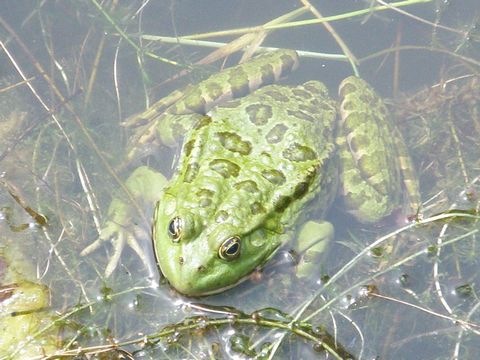 Wasserfrosch_Jaeger-Katzmann