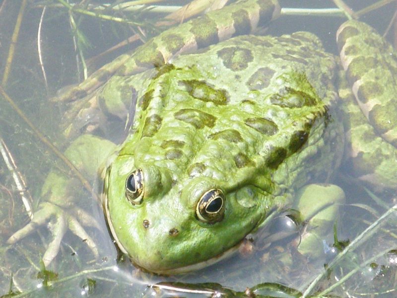 Wasserfrosch