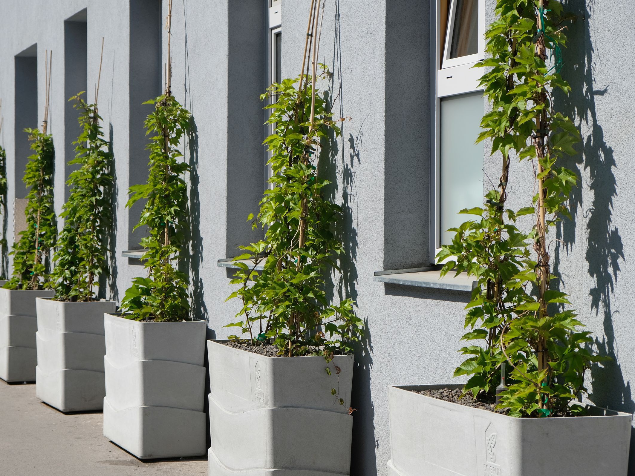 Kletterpflanzen an Fassade
