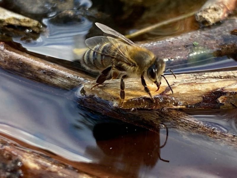 Biene auf Stein am Wasser