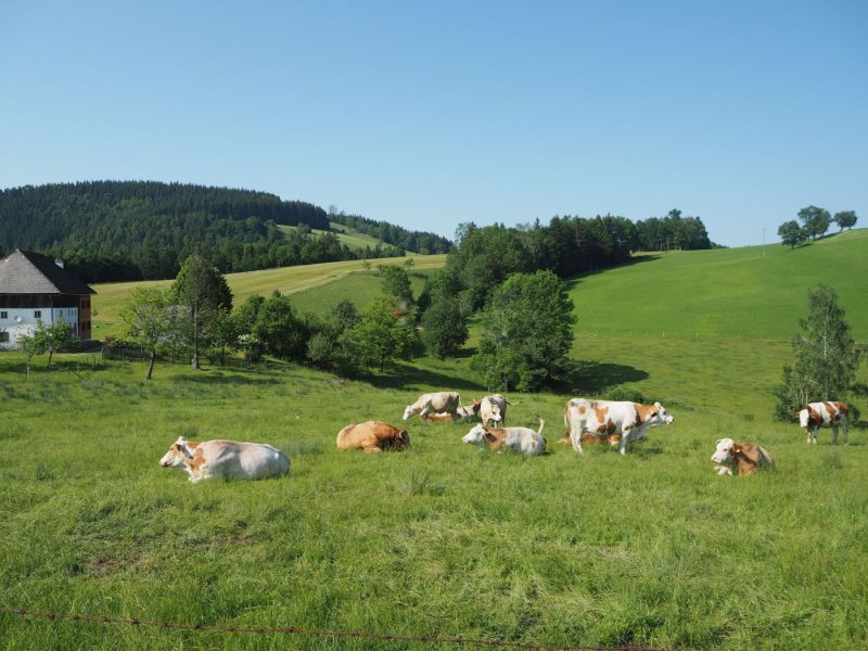Kühe auf der Weide