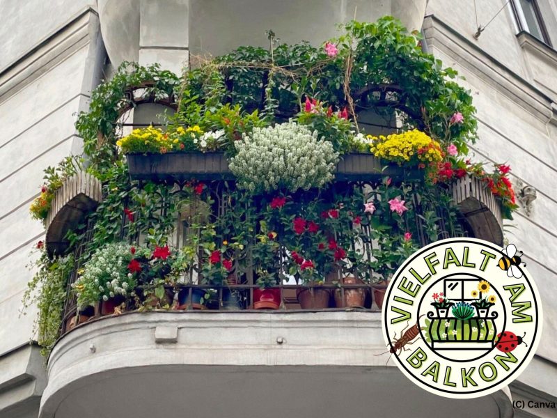 Bunt bepflanzter Altbaubalkon