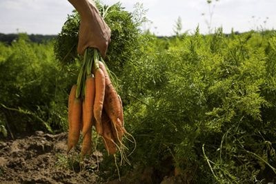 Biokarotten in der Hand