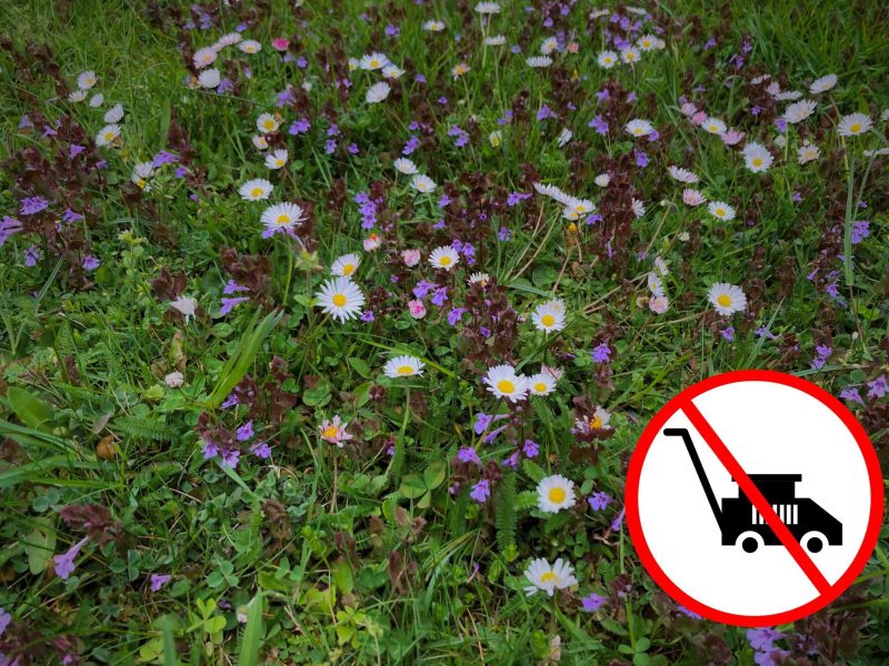 Blumenrasen mit verschiedenen Blüten