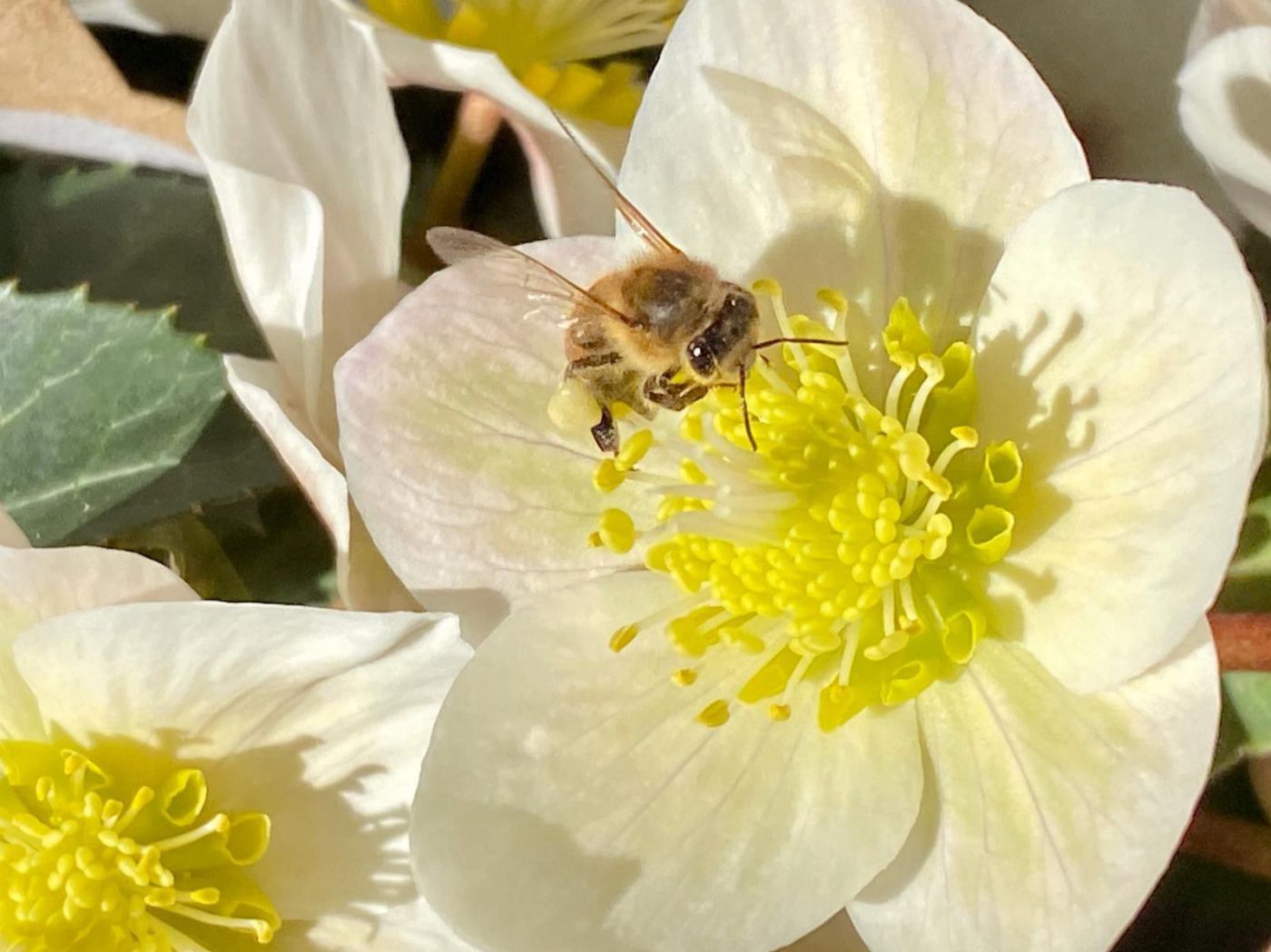 Biene auf Christrose