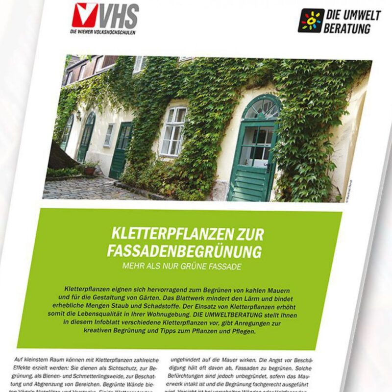 Kletterpflanzen zur Fassadenbegrünung