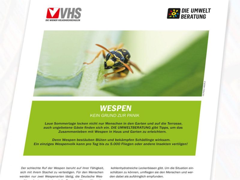 Cover des Wespeninfoblattes