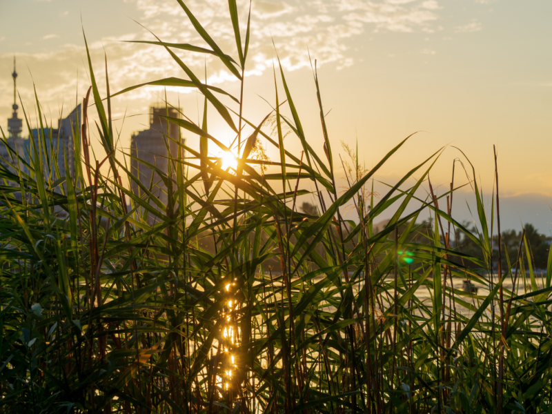 Sonnenuntergang auf der Donauinsel