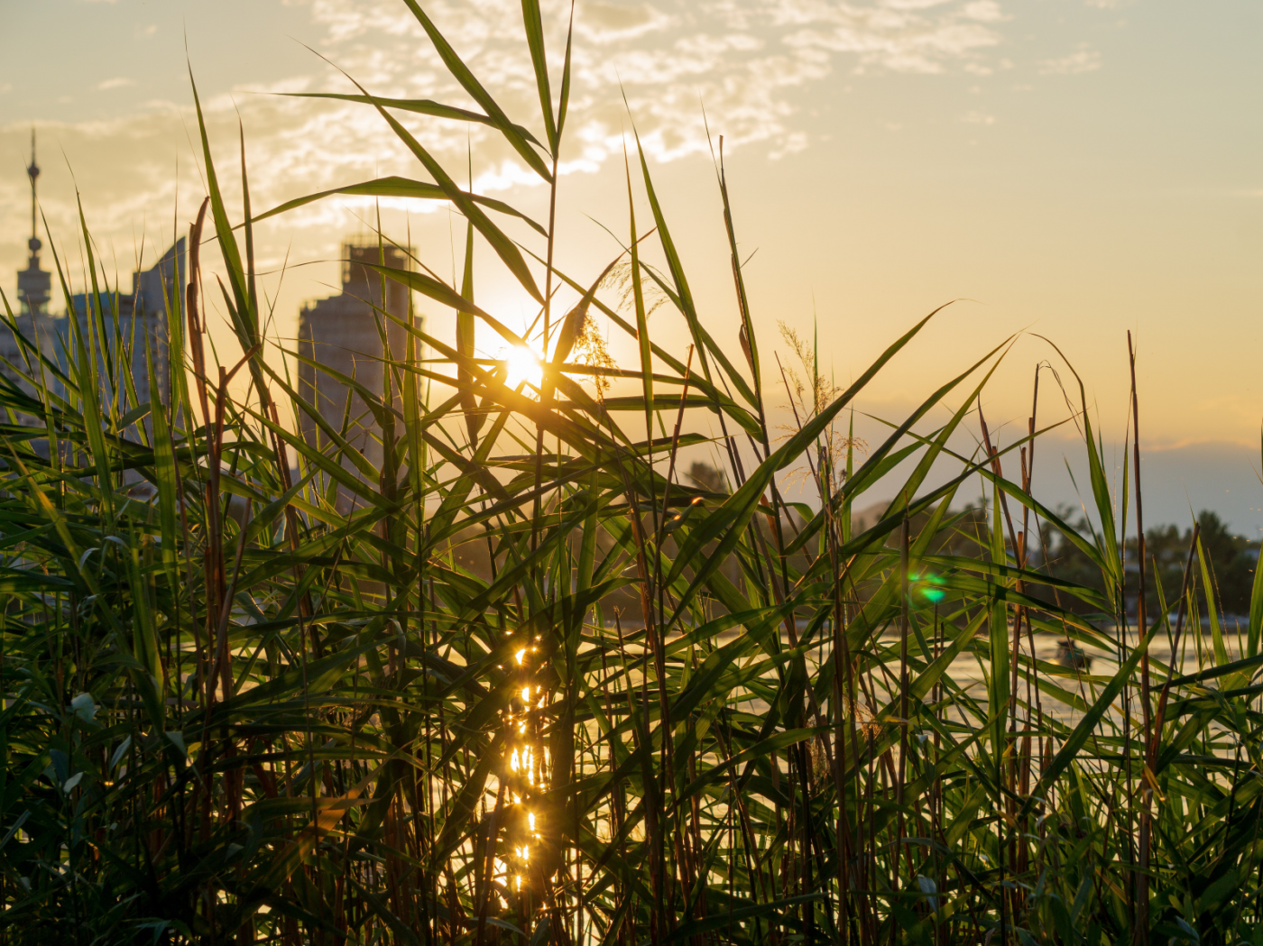 Sonnenuntergang auf der Donauinsel