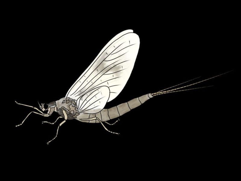 Eintagsfliege