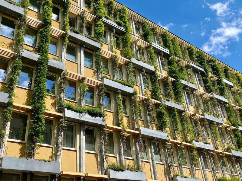 Fassade mit Kletterpflanzen