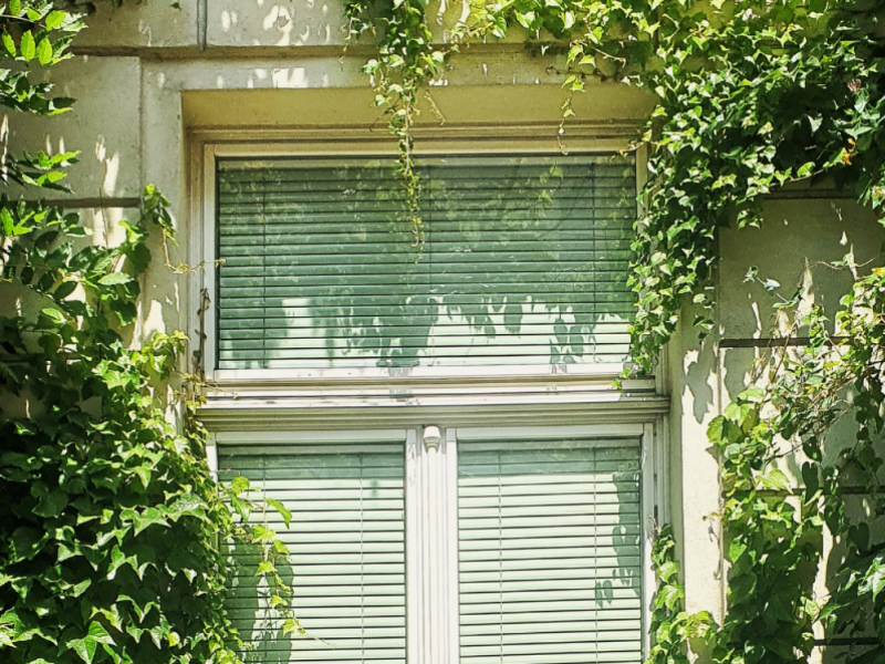 ein Fenster mit Begrünung