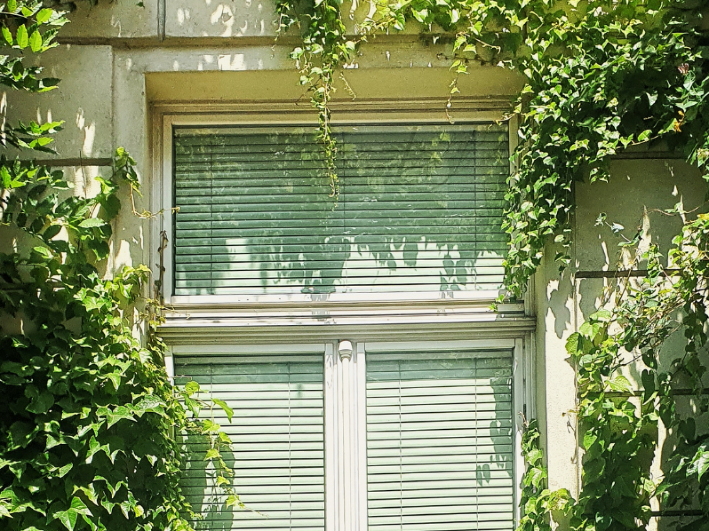 ein Fenster mit Begrünung