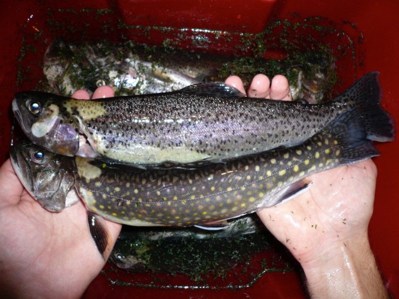 Den küchenfertigen, gewaschenen Fisch in 10 %iger Salzlake mit Dille einlegen.