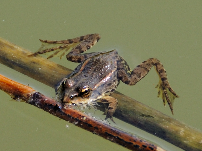 Frosch im Wasser