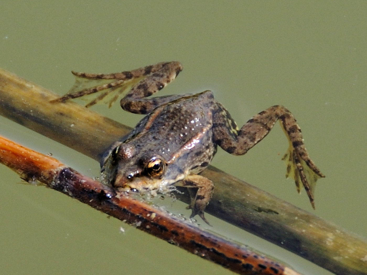 Frosch im Wasser