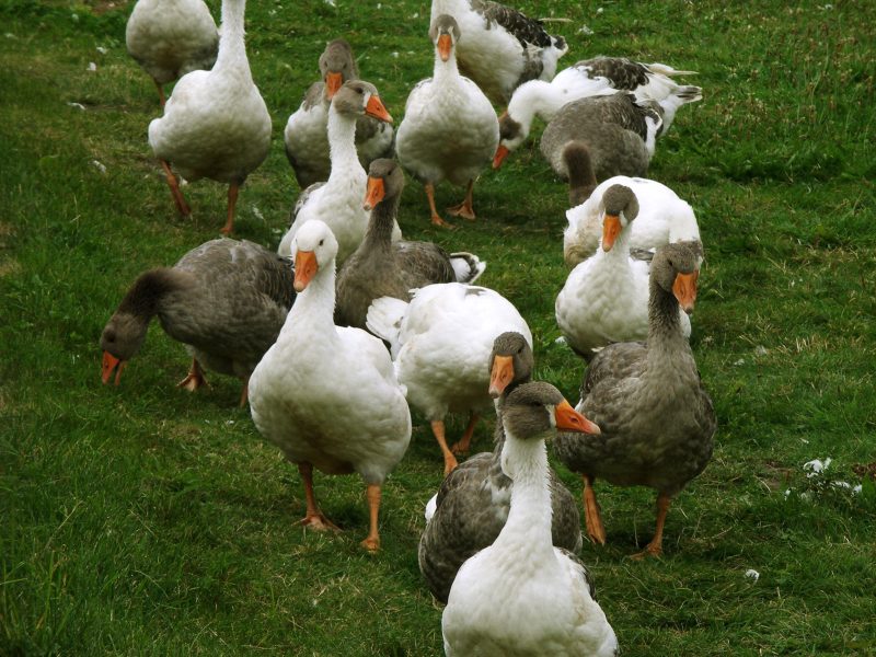 Gänse auf der Weide