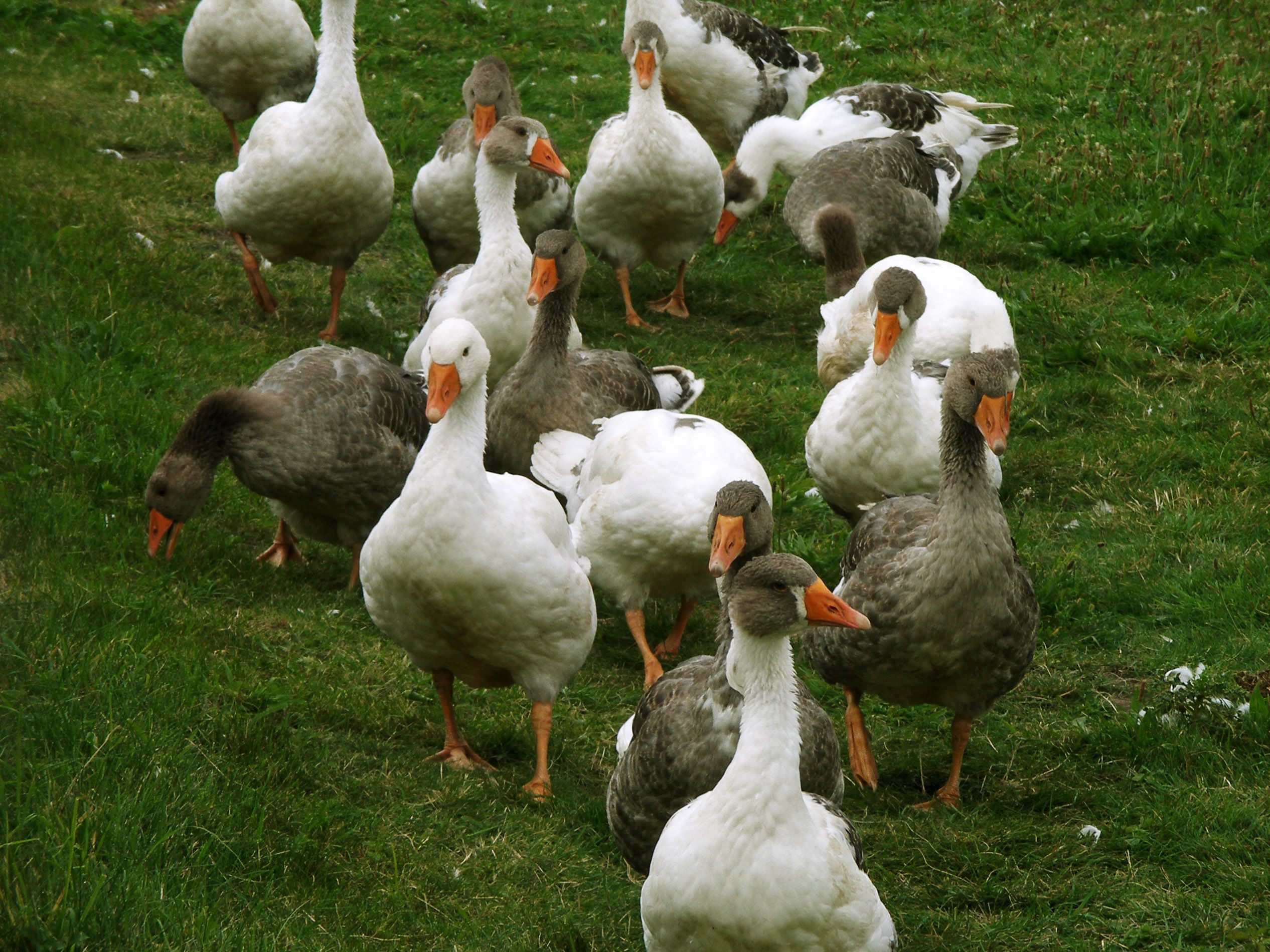 Gänse auf der Weide
