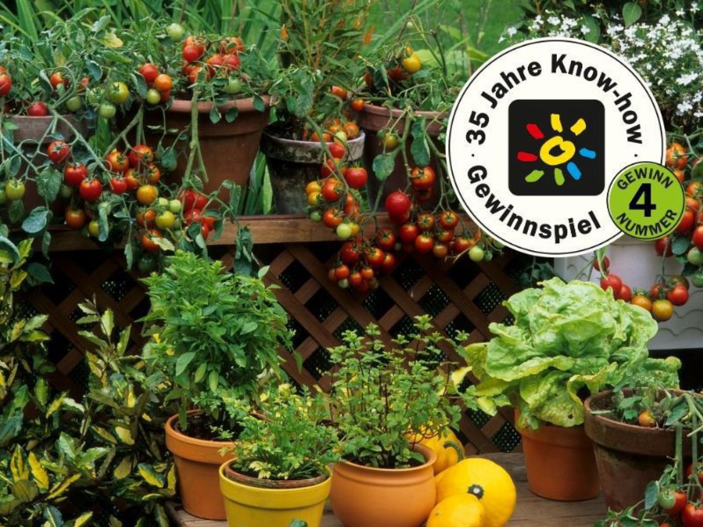 Töpfe mit Kräutern und Tomatenpflanzen