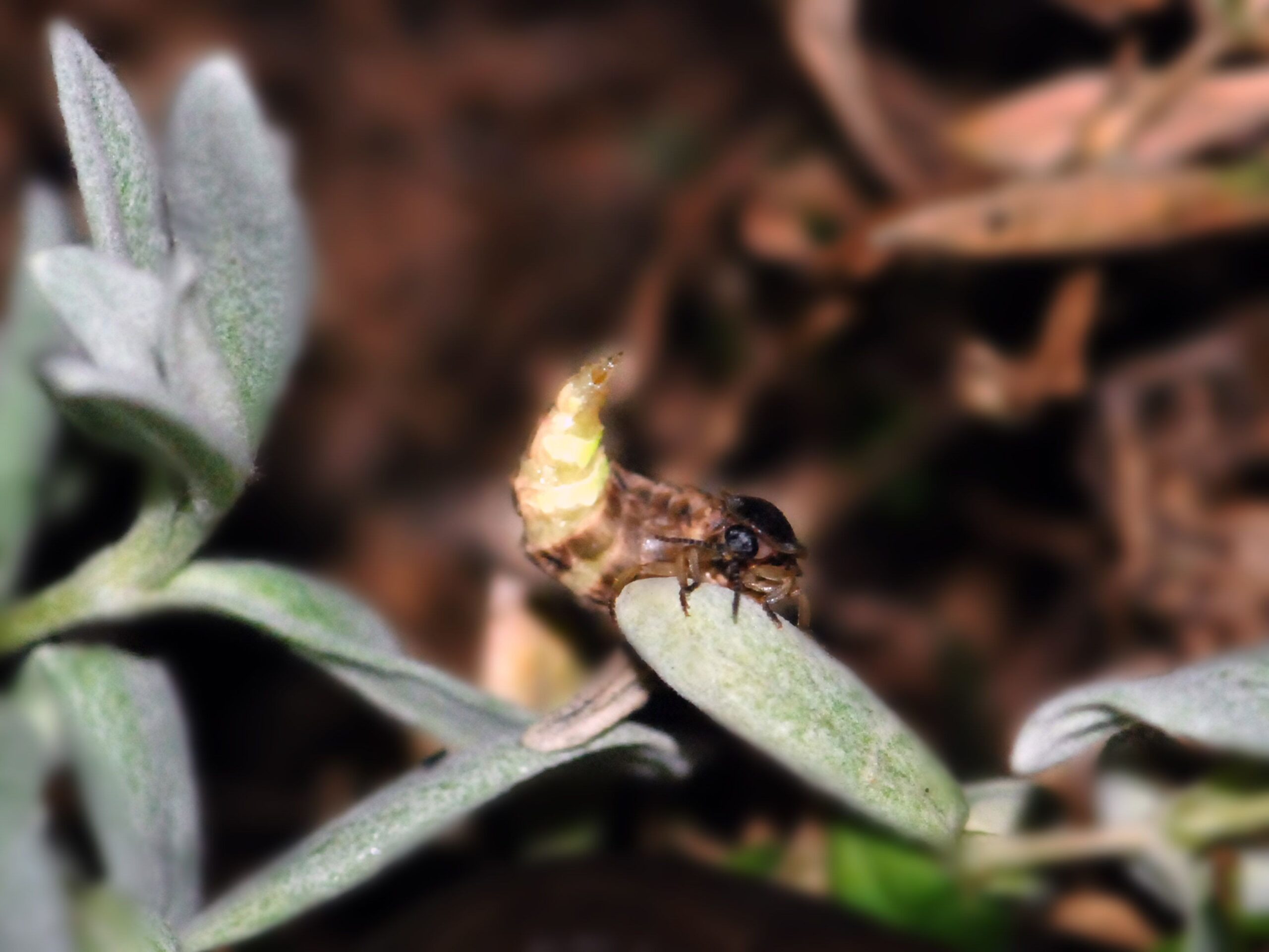 Glühwürmchen auf Blatt
