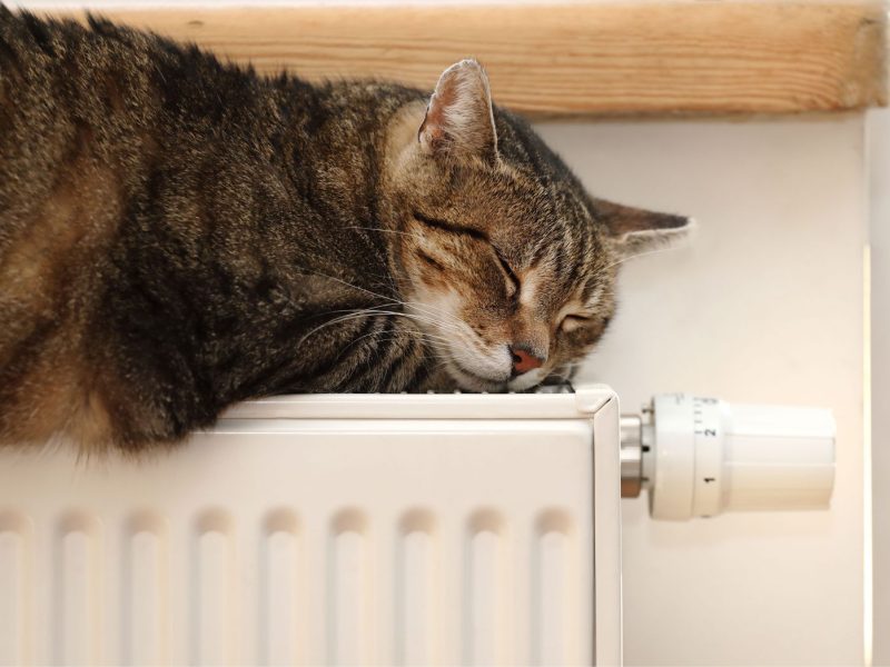 Katze auf Heizung