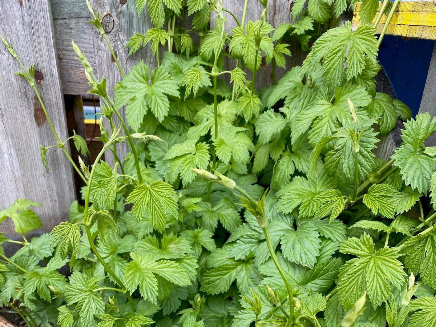 Hopfen