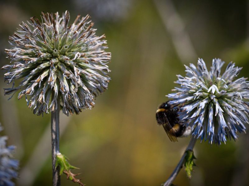 Zwei runde Blüten und eine Hummel