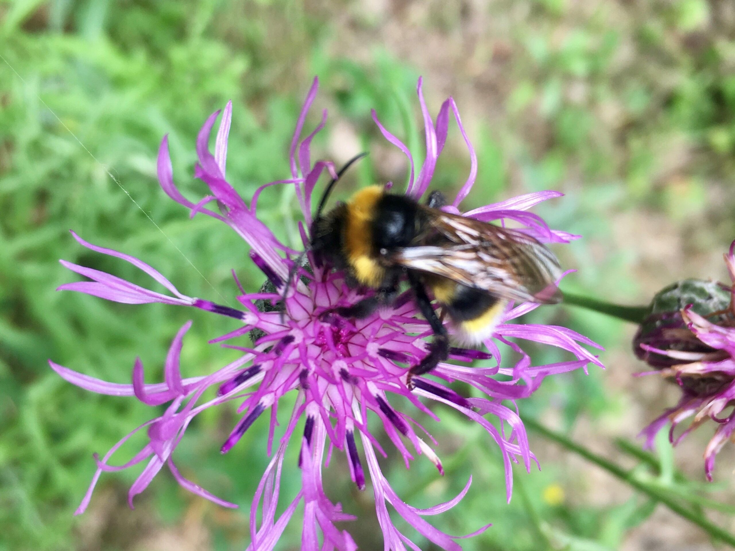 Hummel sitzt auf Flockenblume