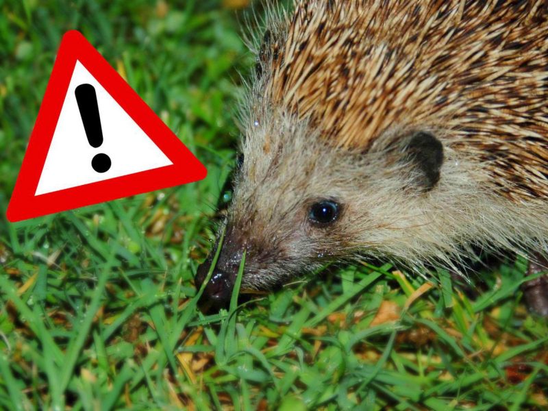 Mähroboter: Gefahr für Igel und Co.