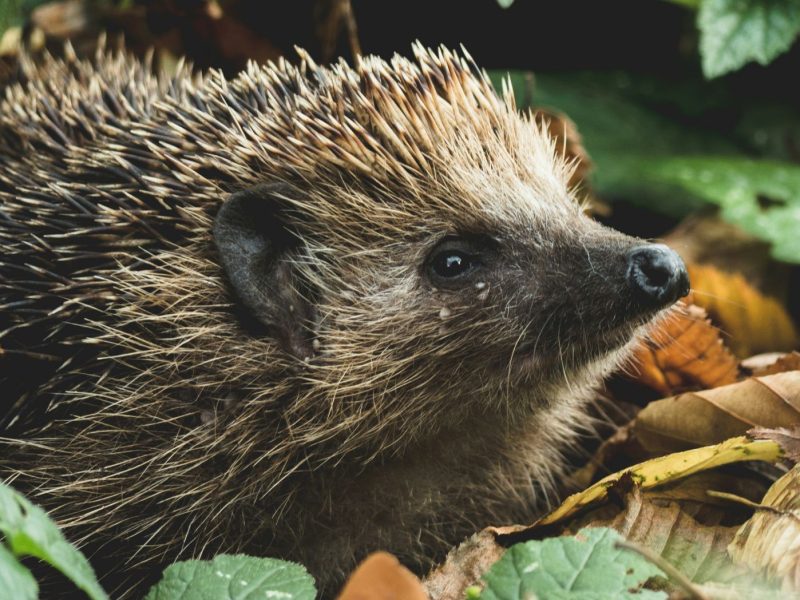 Igel im Laub