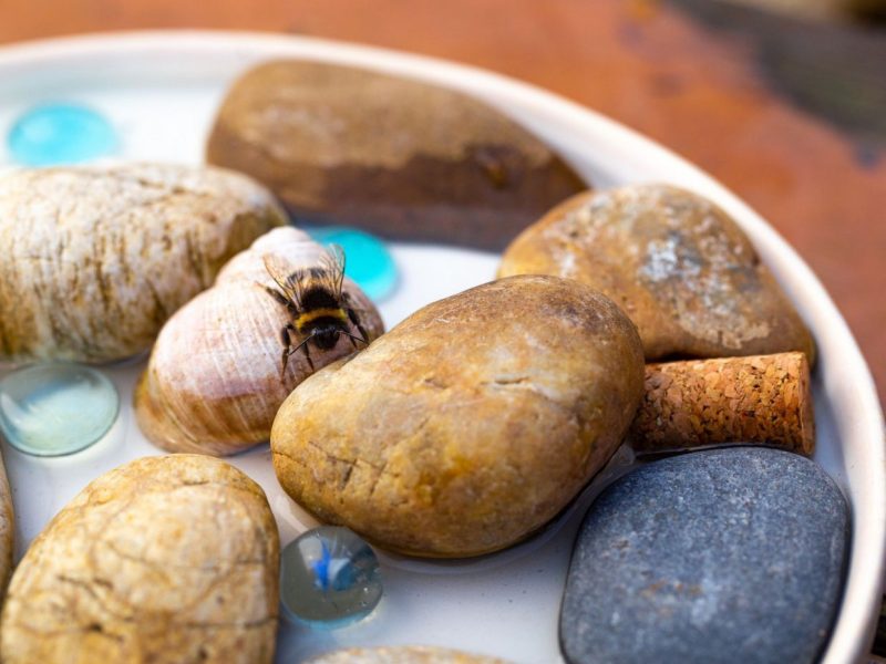 Insektentränke mit Hummel
