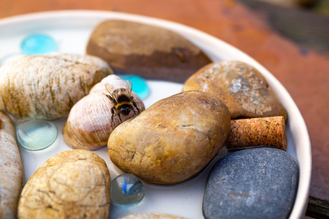 Insektentränke mit Hummel