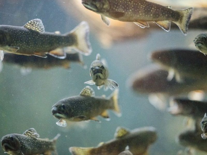 Fische im Wasser