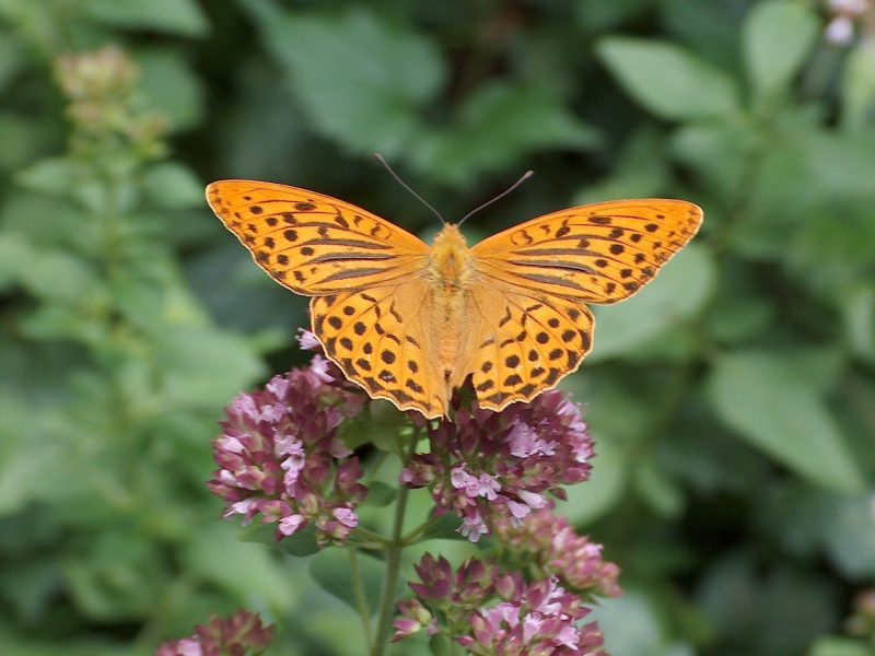 Schmetterling auf Origanumblüte