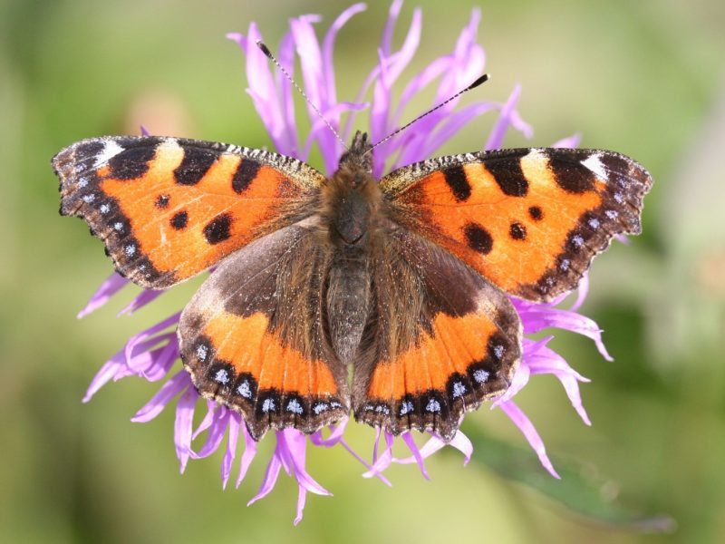Schmetterling auf violetter Blüte